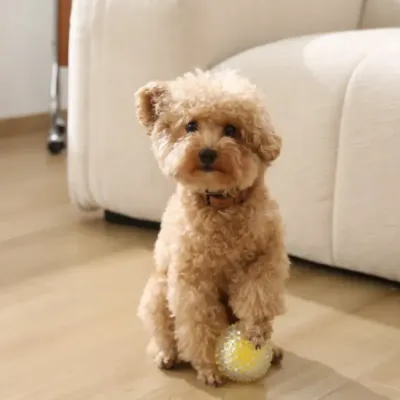 small-poodle-playing-yellow-chew-ball A small tan toy poodle sitting on a wooden floor next to a white sofa, resting its paw on a yellow spiked chew ball.