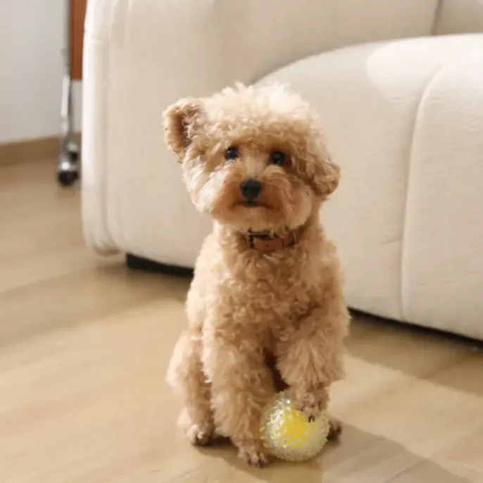 small-poodle-playing-yellow-chew-ball A small tan toy poodle sitting on a wooden floor next to a white sofa, resting its paw on a yellow spiked chew ball.