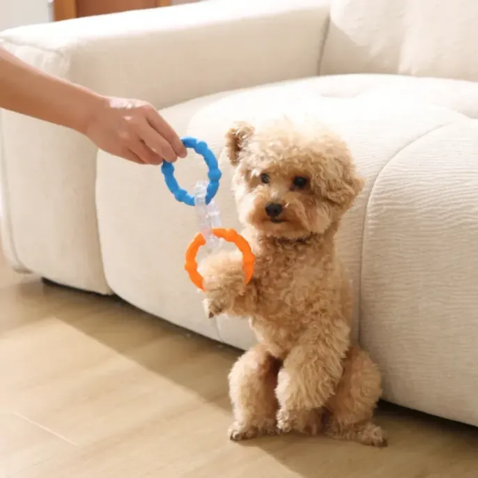 A person’s hand holding a blue and orange interlocking ring toy while a small curly-haired dog reaches up to play.