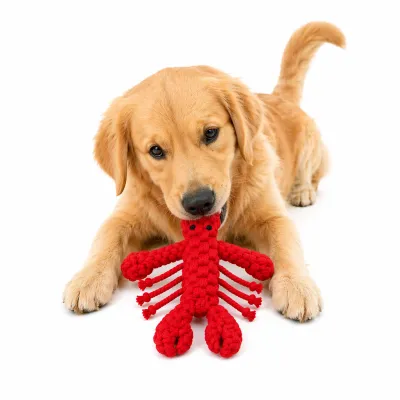Rope Lobster Dog Chew Toy Bulk Wholesale for Pet Stores Low MOQ | Petfairs golden retriever chewing red rope lobster toy durable dog chew toy bulk wholesale white background