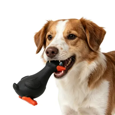 Medium Sized Dog Playing Fetch with Black Rubber Duck A brown and white dog holding a black squeaky latex duck toy in its mouth against a plain white background.