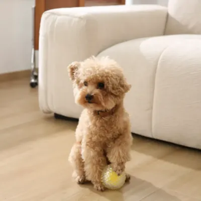 small-poodle-playing-yellow-chew-ball A small tan toy poodle sitting on a wooden floor next to a white sofa, resting its paw on a yellow spiked chew ball.