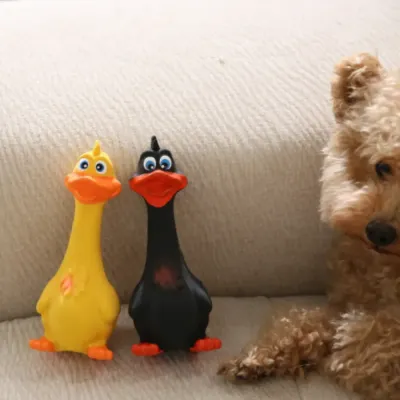 Small Dog Choosing Between Yellow and Black Duck Toys A brown poodle on a couch looking curiously at two squeaky duck dog toys, one yellow and one black, standing side-by-side.