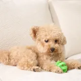 A tan toy poodle puppy resting its paw on a green textured rubber ball filled with dog treats.