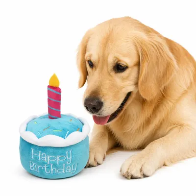 Golden retriever playing with blue dog birthday cake plush toy on white background, soft squeaky birthday pet toy for dogs