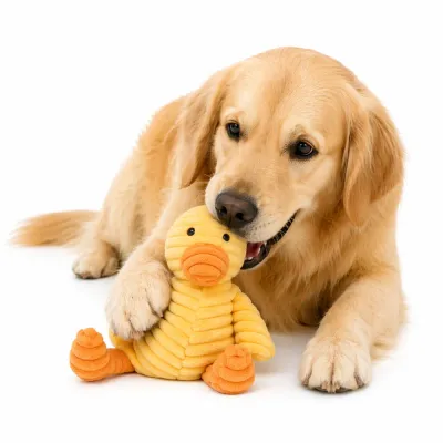 Durable Plush Dog Squeaky Toy Duck Design for Aggressive Chewers Petfairs Golden retriever chewing a durable yellow duck plush squeaky dog toy on white background
