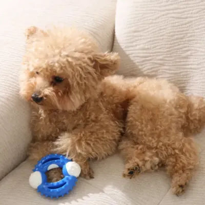 Small-Dog-Teething-Toy-Comfort-Interaction A small brown Poodle resting on a sofa next to the blue spikey teething ring toy.