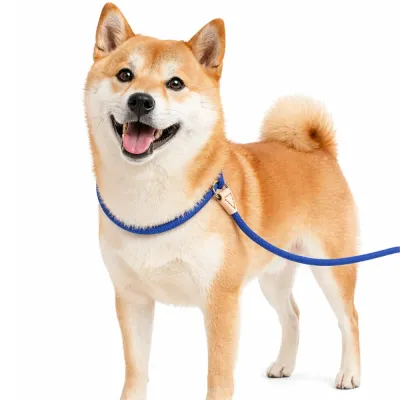 A Shiba Inu dog wearing a vibrant blue professional rope slip lead for outdoor training.