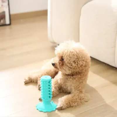 A small curly-haired dog sitting on a wooden floor next to a blue upright suction cup dental toy.