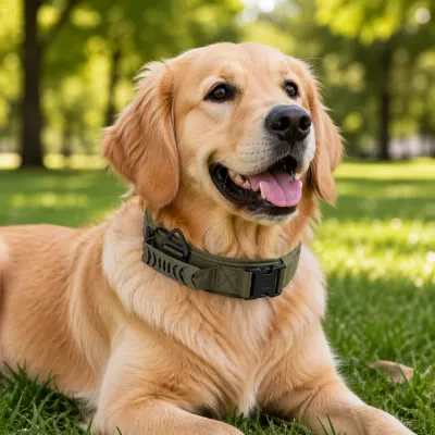 A Golden Retriever lying on grass wearing an olive green tactical dog collar with a reinforced handle.