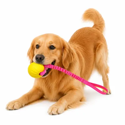 golden-retriever-playing-with-yellow-training-ball A Golden Retriever lying down on a white background holding a yellow EVA training ball with a pink elastic rope in its mouth.
