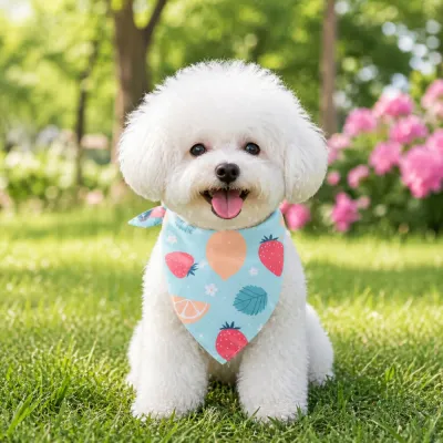 A fluffy white Bichon Frise sitting in the grass wearing a light blue bandana with strawberry and peach patterns.