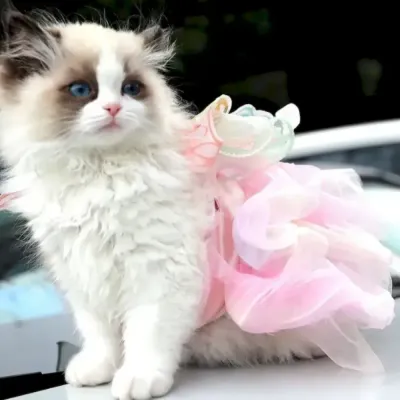 A white and grey Ragdoll cat standing outdoors wearing the fluffy pink butterfly fairy tutu dress.