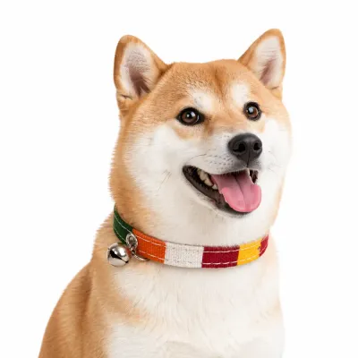 A Shiba Inu wearing a colorful striped PU leather dog collar with a silver bell.