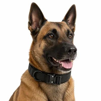 A Belgian Malinois wearing a heavy-duty black tactical dog collar with a metal cobra buckle against a white background.