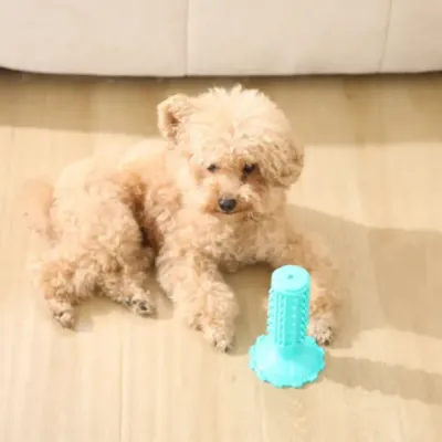 A light brown poodle-mix looking at a blue squeaky dental toy on the floor.