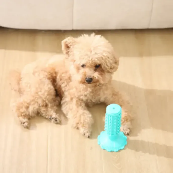 Interactive Squeaky Toy for Small Dogs A light brown poodle-mix looking at a blue squeaky dental toy on the floor.