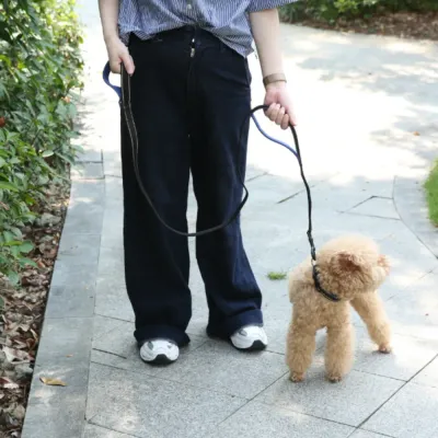 A person walking a small tan poodle on a stone path using a black nylon leash with blue padded handles.