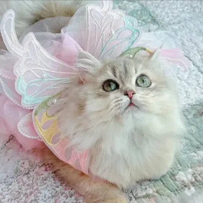 Close-up of a fluffy long-haired cat wearing the butterfly wings, highlighting the intricate embroidery and pearl decorations.