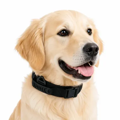 A Golden Retriever wearing a heavy-duty black tactical dog collar with a control handle and metal D-ring.