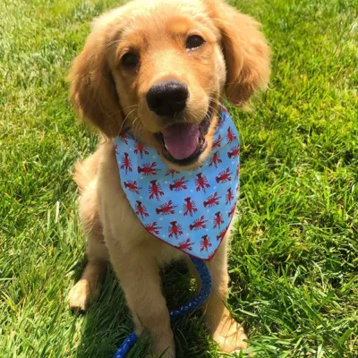 Golden Retriever Puppy Wearing Blue Lobster Print Bandana A Golden Retriever puppy sitting in green grass wearing a light blue bandana with a red lobster pattern.