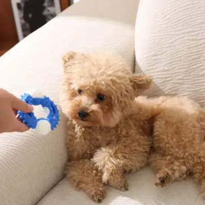 Interactive-Play-Dog-Training-Toy-Ring A hand offering the blue teething ring toy to a small dog for interactive play and bonding.