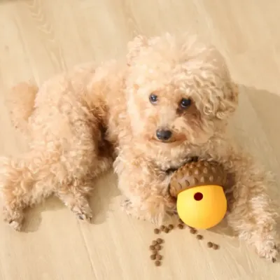 small-dog-mental-stimulation-toy A fluffy Poodle lying on a wooden floor playing with a yellow and brown silicone acorn dispenser with treats scattered around.