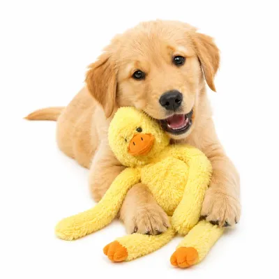 Long-Arm-Yellow-Duck-Plush-Dog-Toy-White-Background A high-resolution studio shot of the long-arm plush duck dog toy isolated on a white background.