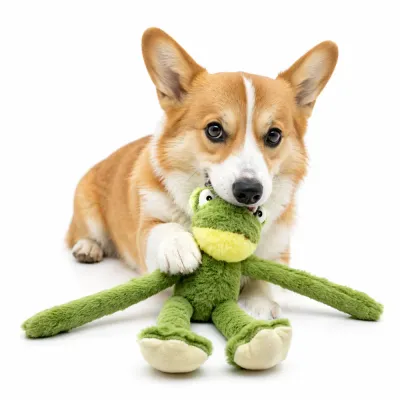 corgi-playing-with-long-armed-frog-squeaky-dog-toy Corgi dog playing with long-armed green frog squeaky plush dog toy on white background