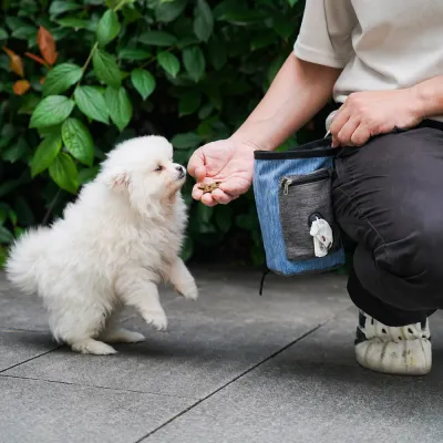 blue-pet-treat-pouch-outdoor-usage A small white puppy jumping for a treat held by a trainer wearing a blue denim-style pet treat pouch.