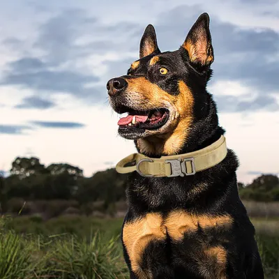 A large dog wearing a khaki tactical collar standing in an outdoor grassy field under a cloudy sky.