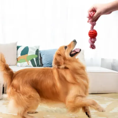 A Golden Retriever sitting indoors, looking up excitedly at a hand holding a red rope toy for a game of tug-of-war.