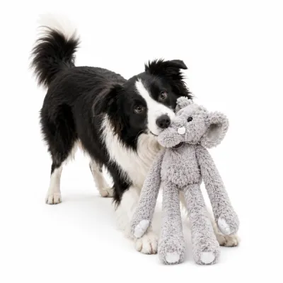 A black and white Border Collie playfully biting a long-arm plush elephant dog toy.