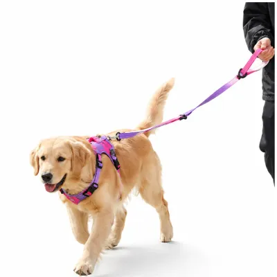 Golden-Retriever-Pink-Purple-Anti-Pull-Harness A Golden Retriever wearing a pink and purple gradient anti-pull dog harness and leash, walking on a white background.