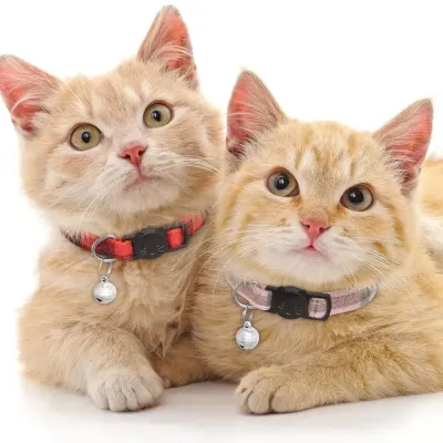 ginger-kittens-wearing-red-and-pink-collars Two ginger kittens lying together wearing red and pink plaid breakaway collars with bells.