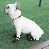 non-slip-dog-boots-outdoor-use A white French Bulldog wearing black protective boots while sitting on green grass.
