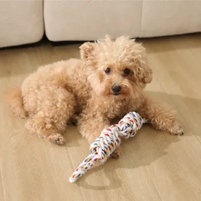 small-dog-playing-with-cotton-rope-toy A small poodle-mix dog sitting on a wooden floor playing with a colorful double-knot cotton rope toy.