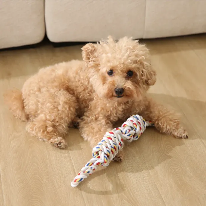 A small poodle-mix dog sitting on a wooden floor playing with a colorful double-knot cotton rope toy.