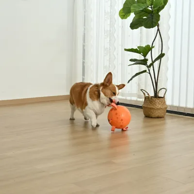 Dog Playing with Crab Soccer Ball Interactive Indoor Pet Toy Corgi dog biting and playing with orange crab soccer dog toy indoors for chewing exercise and boredom relief