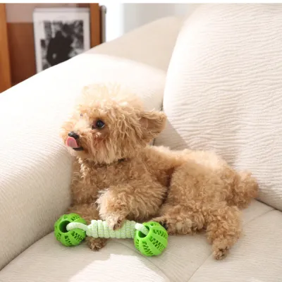 A small curly-haired dog resting on a sofa with the green TPR and cotton rope chew toy.