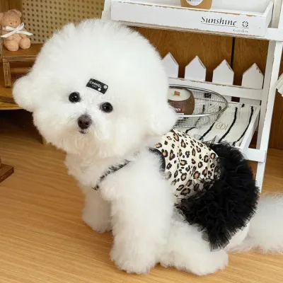 Cute Bichon Wearing Leopard Print Dog Dress Fluffy white bichon frise wearing leopard print princess dog dress indoors