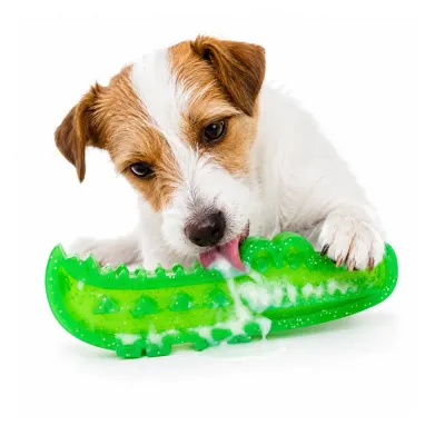 Lickable Treat Toy for Small Dogs A Jack Russell Terrier licking yogurt or peanut butter off a green crocodile-shaped dental chew toy.