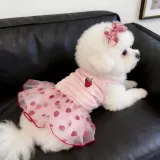 Small white dog wearing pink strawberry summer pet dress on sofa