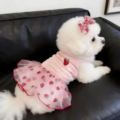 Small white dog wearing pink strawberry summer pet dress on sofa