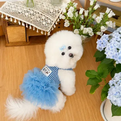 Small Dog Wearing Blue Tulle Princess Dress Indoors White fluffy dog wearing blue striped mesh princess dress in a cozy indoor home setting