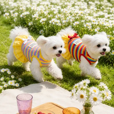 Cute Rainbow Dog Dresses for Small Dogs Outdoor Scene | Petfairs Three small white dogs wearing colorful rainbow striped dog dresses while walking outdoors on grass