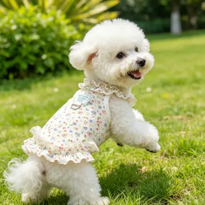 white-bichon-frise-playing-in-floral-pet-clothing A happy white fluffy dog playing outdoors on grass while wearing a floral ruffled pet dress.
