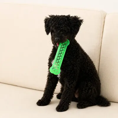 Black puppy holding green bone shaped dog chew toy while sitting on sofa indoors