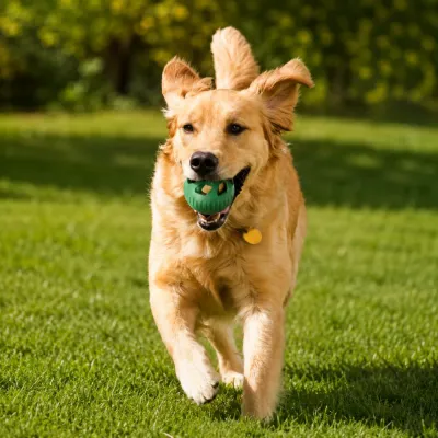 Golden retriever carrying silicone frozen treat ball dog toy outdoors on grass