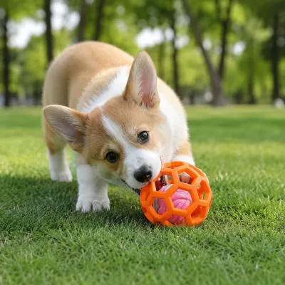 Cute corgi puppy chewing orange TPR hollow ball dog toy with rope on grass in outdoor park